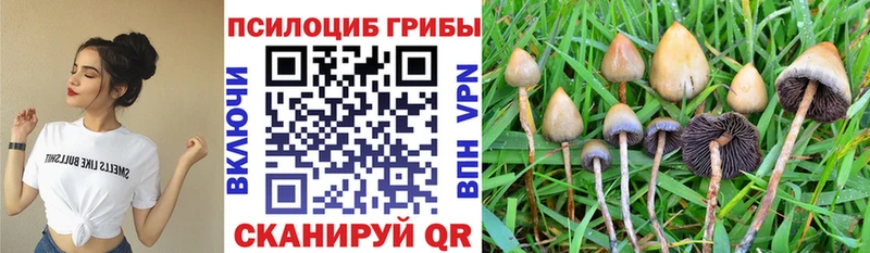 Купить  Пучеж  Галлюциногенные грибы Cubensis 